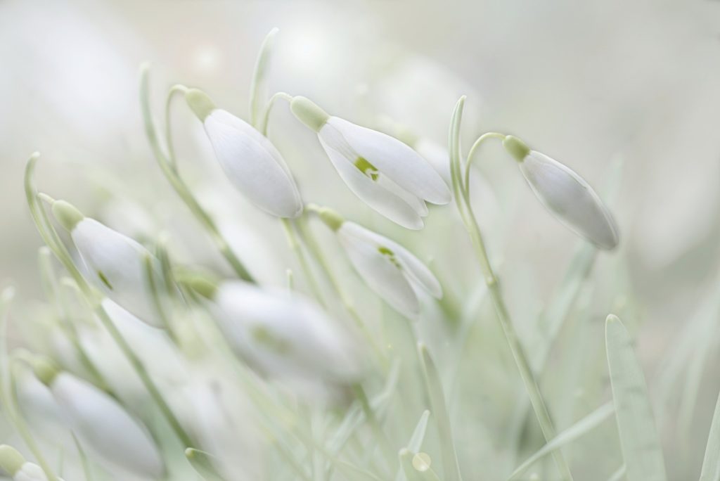 Cette image met en scène de délicates fleurs blanches, évoquant la pureté, la beauté et la fraîcheur. Explorez la symbolique florale et laissez vous emporter par la douceur de cette composition florale, apportant une touche d'élégance et de sérénité à votre expérience. 